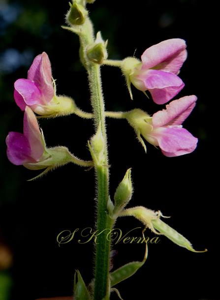  Flowers (in pairs or fasiccles)